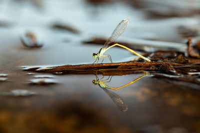 Damselfly on leaf reflecting in puddle