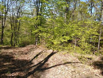 Low angle view of trees in forest