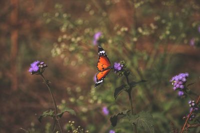 Close-up of butterfly pollinating on purple flower
