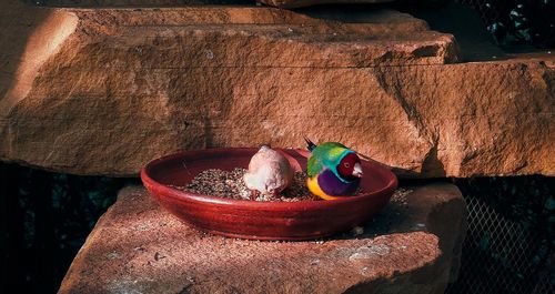 High angle view of potted plant on rock