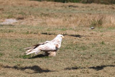 Side view of a bird on field