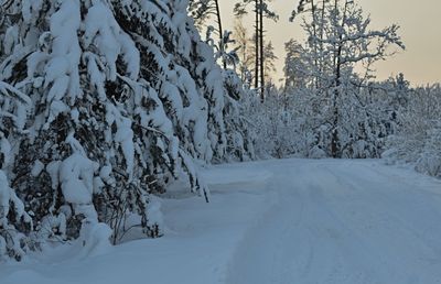 Trees on snow covered landscape