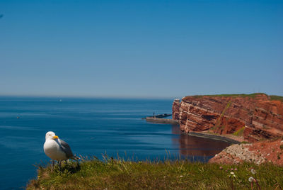 Seagull perching on rock by sea against clear blue sky