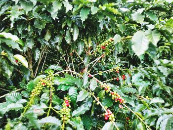 Close-up of berries growing on tree