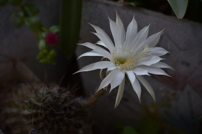 Close-up of white flowering plants
