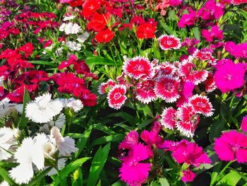 Red flowers blooming in garden