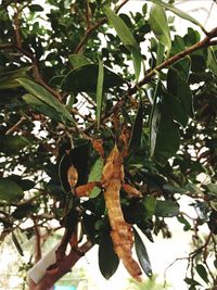 Low angle view of a tree