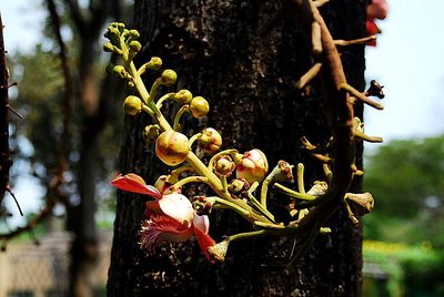 Close-up of flower tree