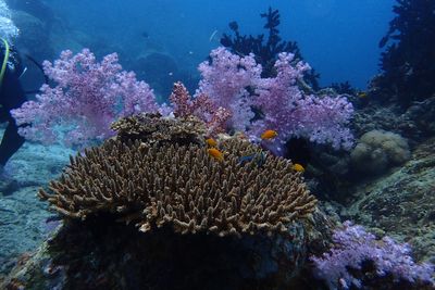 Close-up of coral in sea