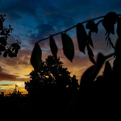 Close-up of silhouette plants against sky during sunset