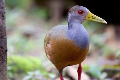 Close-up of a bird