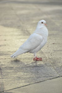 Close-up of seagull perching on a land