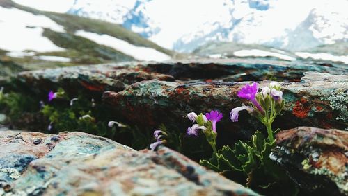 Close-up of purple flowers