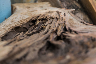 Close-up of tree trunk