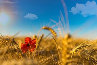 Close-up of wheat growing on field against sky