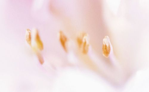 Detail shot of flower