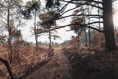 Dirt road amidst trees and plants in forest