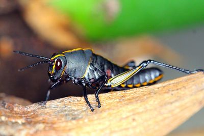 Close-up of insect