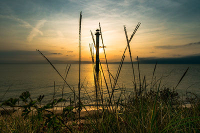 Plants in sea against cloudy sky