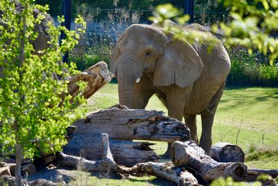 View of elephant