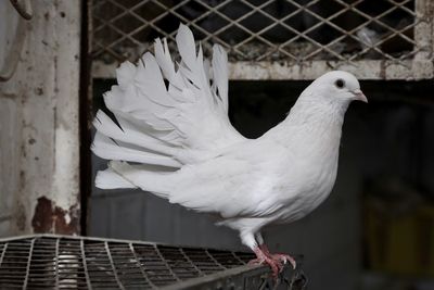 Close-up of pigeon in cage