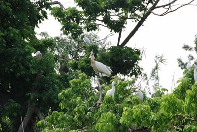 Low angle view of bird perching on tree