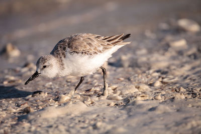 Sanderling shorebird calidris alba along the shore of clam pass in naples, florida in the morning.