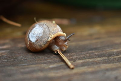 Close-up of snail on wood