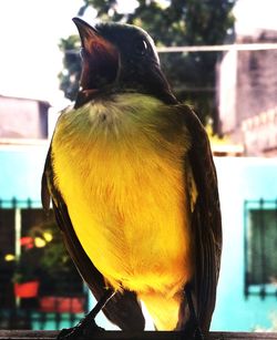 Close-up of bird perching outdoors