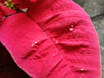 Close-up of raindrops on pink flower