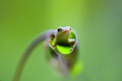 Close-up of insect on leaf