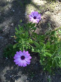 Close-up of pink flowers