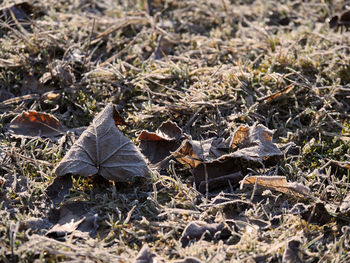 Close-up of dried plant on field