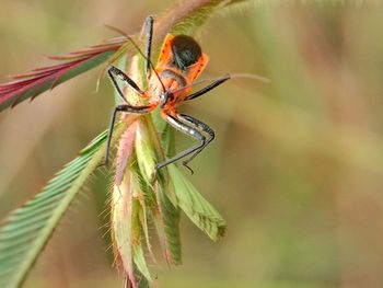 Close-up of insect on plant