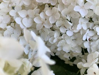 Close up of white hydrangeas flowers