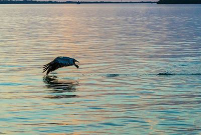 Bird flying over lake