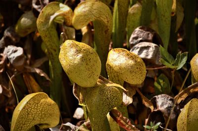 Close-up of fruits growing on field