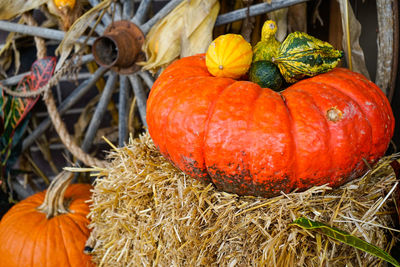 Close-up of pumpkins on hay bale