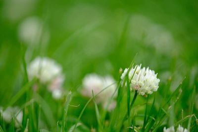 Close-up of fresh flowers blooming in field