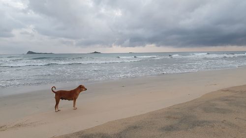 Dog on beach