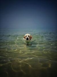 Portrait of dog in water