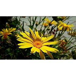 Close-up of yellow flower