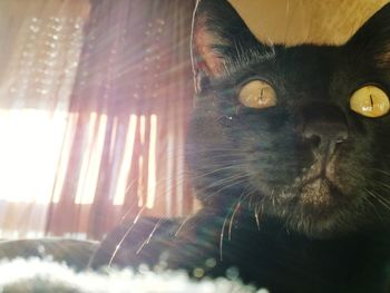 Close-up portrait of a cat