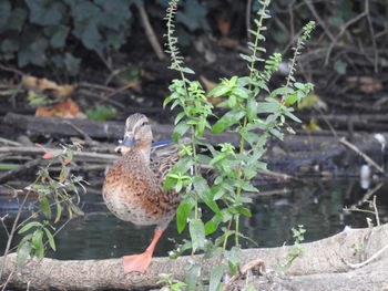 Bird perching on a lake