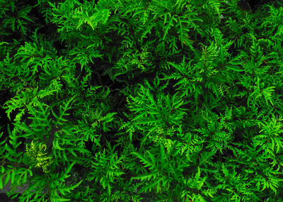 Full frame shot of fresh green plants in forest