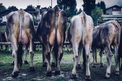 Cows fair of mountain breeders