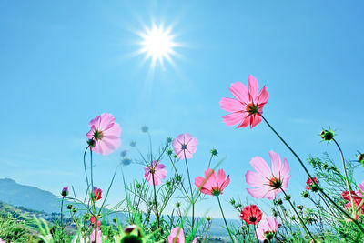 Low angle view of pink flowering plants against blue sky