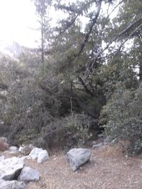 Rocks by trees in forest