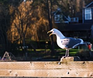 Close-up of seagull perching on fence