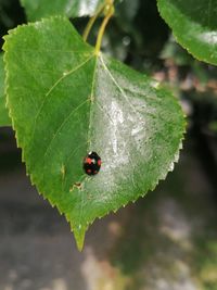 Close-up of ladybug on leaf